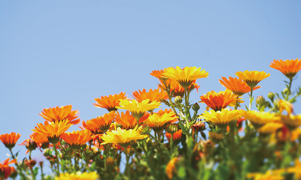 房総フラワーライン